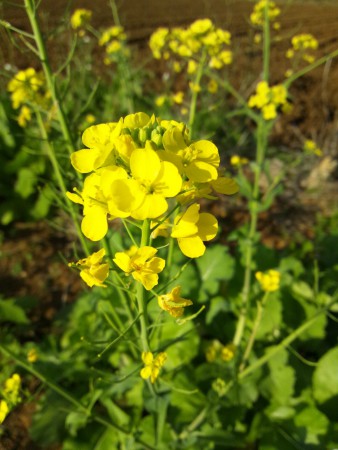 1月には菜の花が咲き始める温暖地